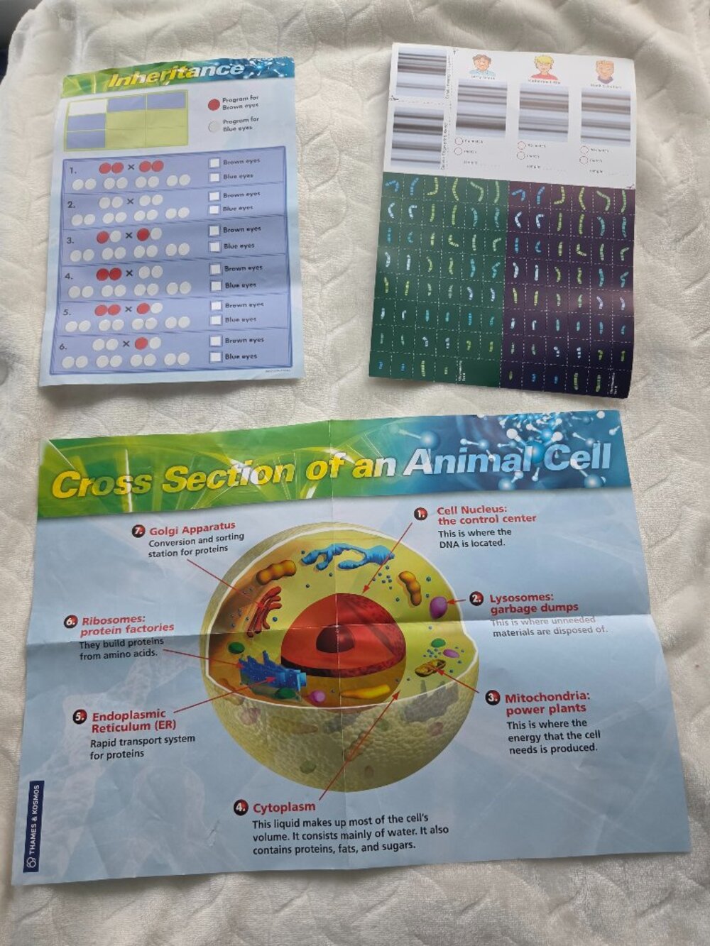 KIDS EDUCATIONAL STEM EXPERIMENT KIT, GENETICS AND DNA, AGES 10+ - Picture 4 of 10